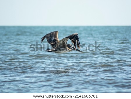beautiful pelican floating in the water off in search of food