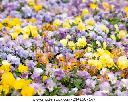 Viola flower field with colorful flowers