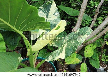 Alocasia, Alocasia macrorrhizos or Alocasia plant or dot alocasia in the flowerpot