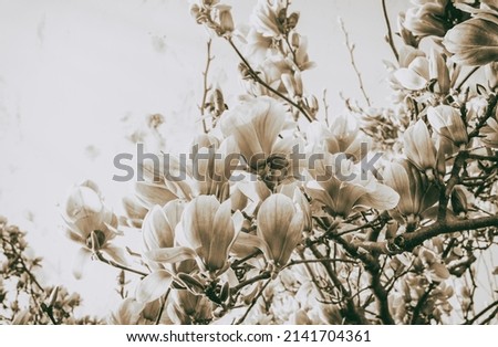Magnolia tree blossom in spring time.