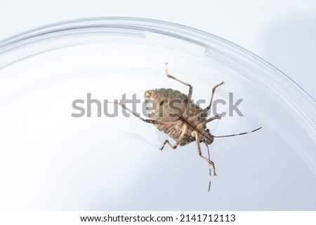 Close up macro down view isolated brown stinkbug on glass container in laboratory on study research. Microscope magnified view