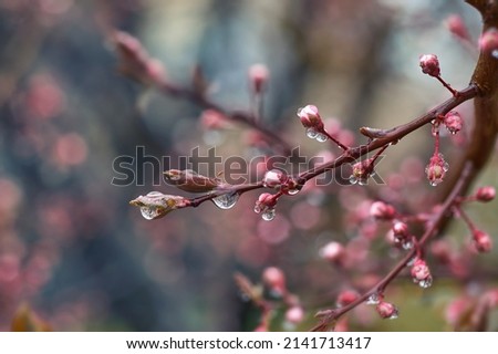 A branch of a blooming peach tree on a blurry blue-pink background. Fresh pink peach tree buds after the rain. Spring background with delicate flowers Royalty-Free Stock Photo #2141713417