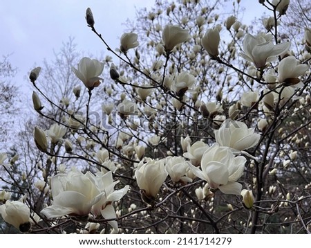 Magnolia flowers on branches in the spring. The sky was cloudy.