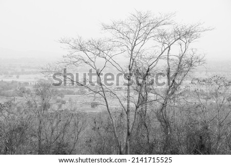 Landscape Drought tree in autumn season isolated with gray background  - minimal patterns black and white   