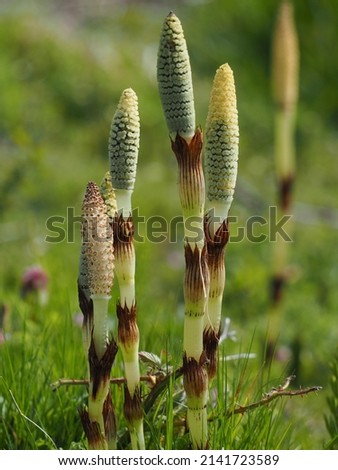 Horsetail sprouting along the park trail in early spring Royalty-Free Stock Photo #2141723589