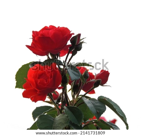 Rose Flowers And Buds Isolated On White Background 
