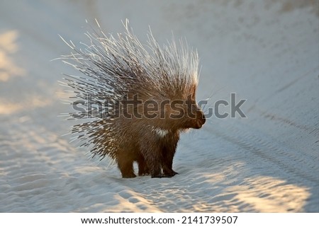 Alert Cape porcupine (Hystrix africaeaustralis) with erect quills, South Africa
