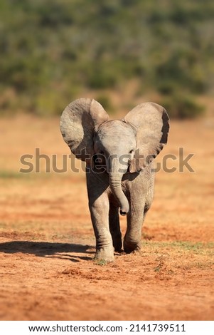 A cute baby African elephant (Loxodonta africana), Addo Elephant National Park, South Africa Royalty-Free Stock Photo #2141739511