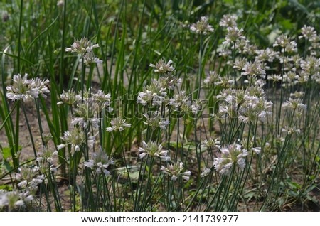 Blooming wild onion, scientific name Allium korolkowii