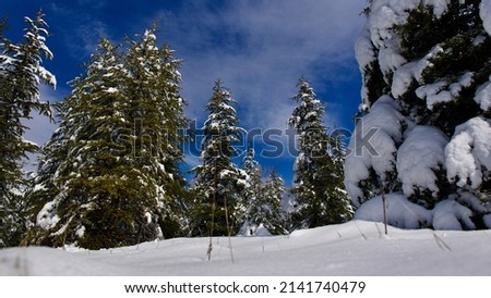 Pine forest, winter season. Snowy forest in sunny day. Winter landscapes. Blue sky, white snow and green pine forest.