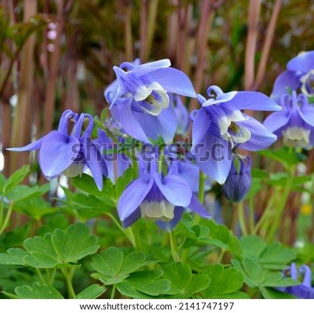 Aquilegia flabellata, common name fan columbine or dwarf columbine, is a species of flowering perennial plant in the genus Aquilegia (columbine), of the family Ranunculaceae  Royalty-Free Stock Photo #2141747197