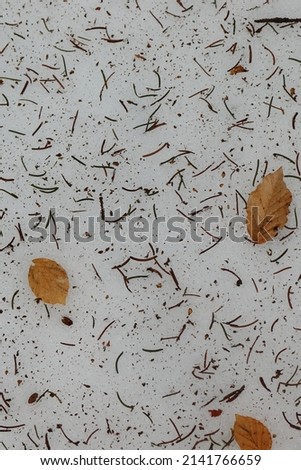 background of frozen snow covered with needles and orange beech leaves