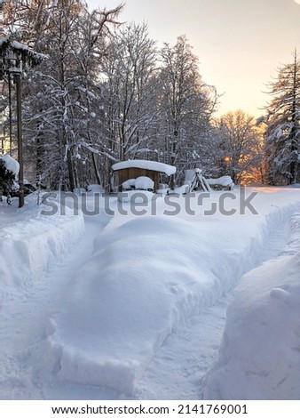 Large snowdrifts in the forest