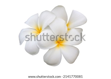 Plumeria obtusa' white flowers, petals connected together. The ends are split into five inverted ovals arranged in a slightly overlapping circle. Scented yellow petal base, Clipping path