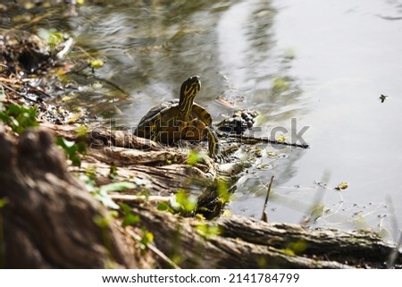 wild turtle sitting on the lake