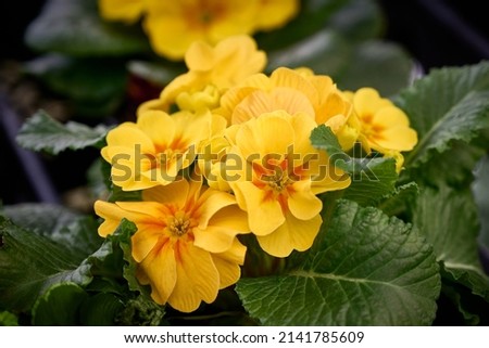yellow Primrose (Primula vulgaris) flowers close-up. early spring flowers. spring floral background Royalty-Free Stock Photo #2141785609