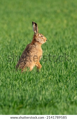 Brown hare in the green field in spring. Close up.
