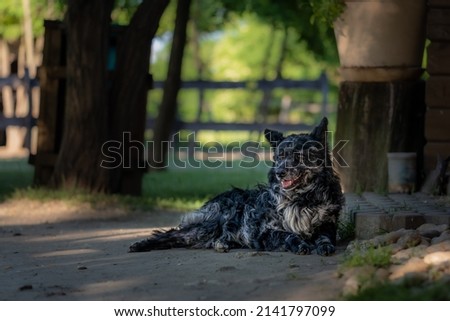 beautiful fluffy black dog sitting and relaxing in the shade of the farm on a hot summer day, countryside, pet photography