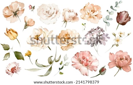 Set watercolor pink  flowers, garden roses, peonies. collection leaves, branches. Botanic illustration isolated on white background.  