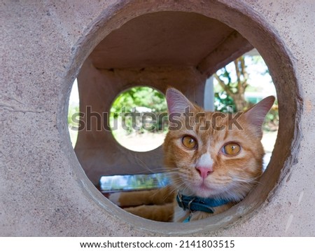cat in concrete circle as background image