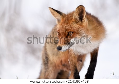 Red fox walking in the snow