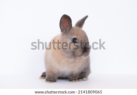 pet rabbits isolated on white background