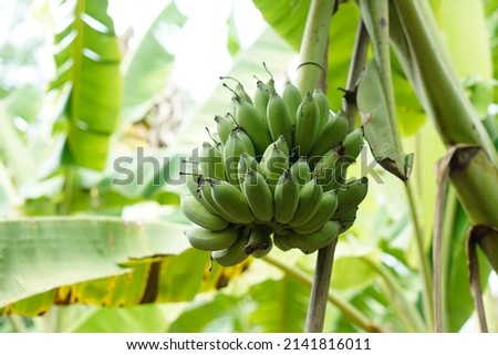 Bunch of green banana  fruits hangs on banana tree in garden. Summer organic fruit. Agriculture crops in Thailand                    Royalty-Free Stock Photo #2141816011