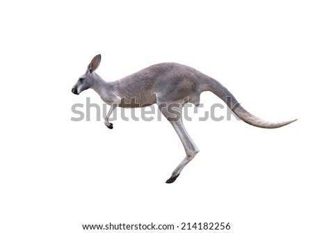 grey kangaroo jumping isolated on white background