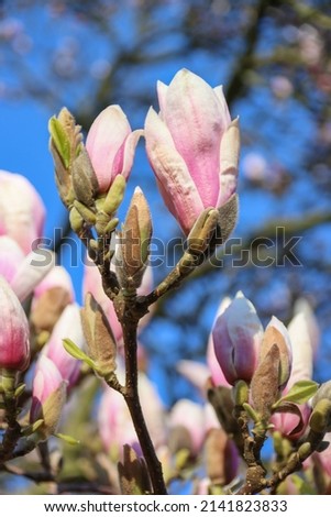 Beautiful Magnolia tree in spring