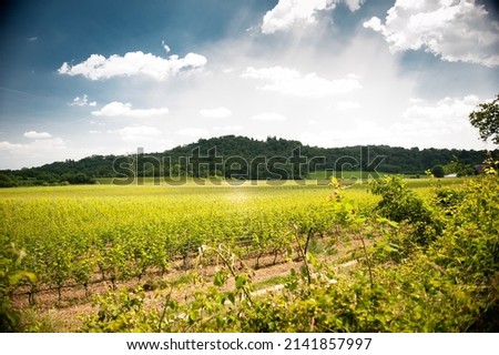 Landscape of the morainic hills around Lake Garda between the towns of Pozzolengo and Padenghe. Vineyards with blue sky and clouds.