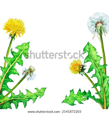 Frame of watercolor flowers and dandelion leaves isolated on a white background
