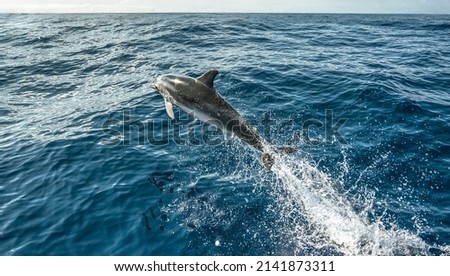 Dolphin jumping out of the water high quality. Really sharpen and focused image