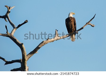 American Bald Eagle on dead tree, isolated against clear blue sky