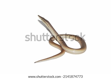 Lizard-pencil Burton (Burton's legless lizard or Lialis burtonis, Lialis burtonis closeup on white background