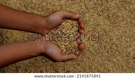 
Rice grains in children's hands. Rice grains form a love symbol in the hand. Symbolizes food sustainability  Royalty-Free Stock Photo #2141875841