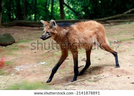 Maned wolf or guara wolf of the cerrado biome in Brazil Royalty-Free Stock Photo #2141878891