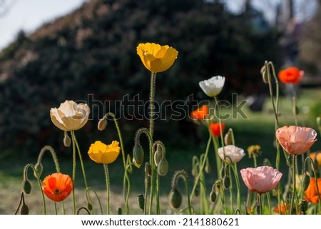 natural background with spring poppy flowers 