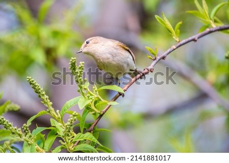 Common chiffchaff, lat. phylloscopus collybita, sitting on branch of bush in spring and looking for food. Cute little warbler. Songbird in wildlife.
