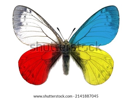 Butterfly with the colors of the national flags of Ukraine and Poland. Symbolic sign of Poland help and support with Ukrainian refugees fled their homes to escape war in Ukraine. Isolated on white 
