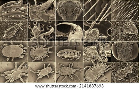 Parasitic ticks, flea, lice, wasps and bees. Electron microscope photos. Science