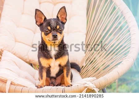 Animal, dog. Chihuahua dog tricolor in a beige chair.