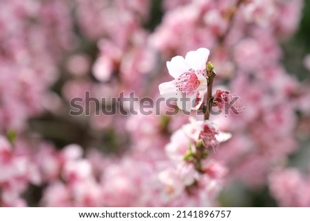 Peach blossom flowers, selective focus, spring time. Copy space