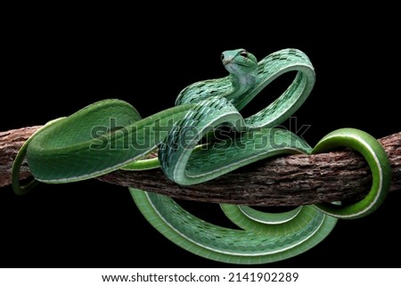 Ahaitulla prasina snake closeup on black background, animal closeup, Asian vine front view Royalty-Free Stock Photo #2141902289