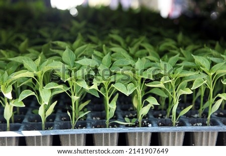 Pepper seedlings. Growing seedlings of sweet pepper in cassettes with organic soil. selective focus and close up.