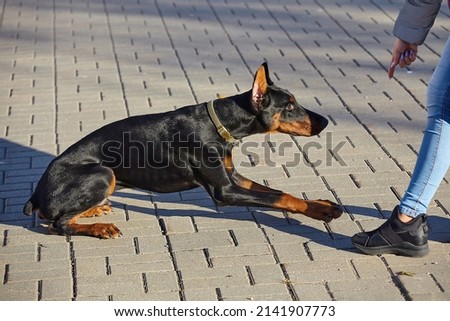 woman's hand points to a young Doberman dog, orders it to lie down.