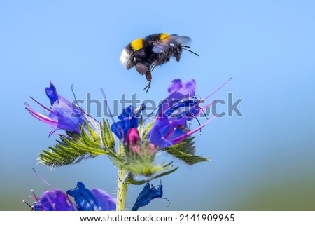Closeup of a Bombus terrestris, the buff-tailed bumblebee or large earth bumblebee, feeding nectar of pink flowers  Royalty-Free Stock Photo #2141909965
