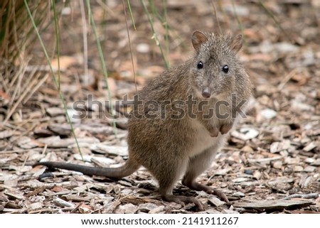 the long nosed potoroo is a small marsupial, it is grey and brown with brown eyes and long tail Royalty-Free Stock Photo #2141911267