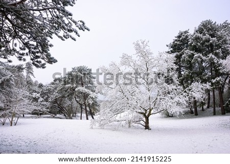 Snow covered single tree in a park after fresh snowfall