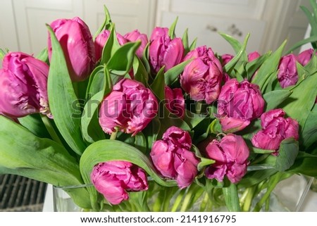Tulip bouquet closeup. Lilac tulips background, spring tulipa flowers with selective focus, macro photo tulip petals and buds