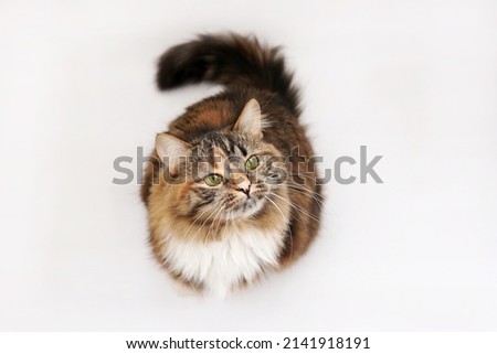 Cat on a white background look into the camera. Top view